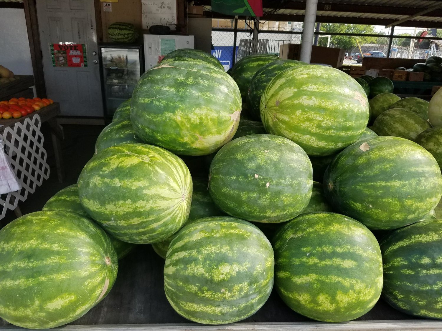 Watermelons are the big stars this weekend as the 66th annual Watermelon Thump Festival kicks off in Luling tonight and runs through Sunday.