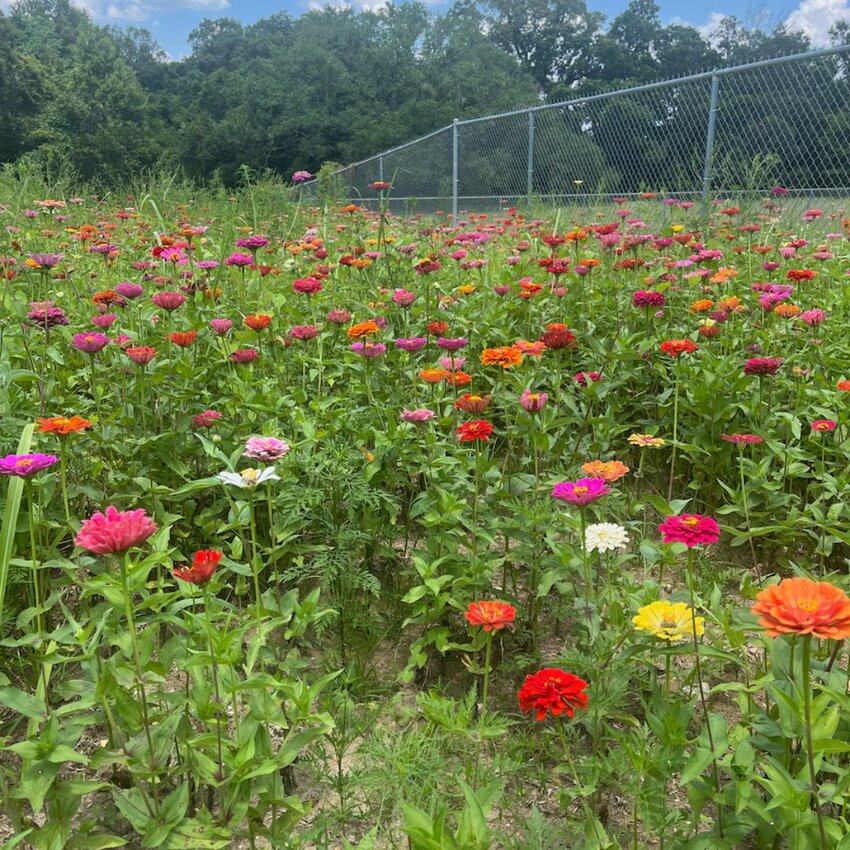 If you drive by the Anna T. Jeanes property look for the blooming field of zinnias.