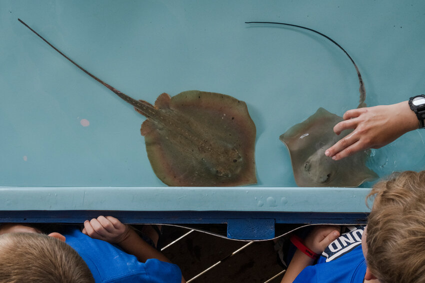 The Marine Resources Division of the Alabama DCNR provided a touch tank with an Atlantic stingray and a blunt nose stingray.