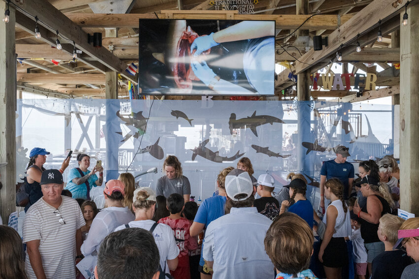 Alena Anderson, a researcher with the Mississippi State University Marine Fisheries Ecology, removes organs from a blacknose shark specimen during a dissection for a crowd at Gulf State Park Pier as a part of the state park’s Shark Week 2022. The blacknose shark is one of the most common sharks found on the Alabama Gulf Coast and can reach sizes up to five feet.