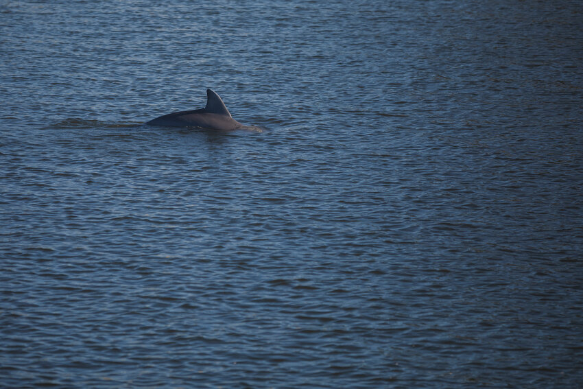 Photo by Micah Green / Gulf Coast Media