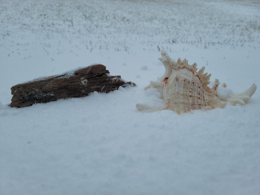 This isn't our sugar-white sands. This is snow. Snow falling on a seashell that measures about a foot in length along with driftwood measuring about the same in length.