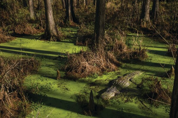 (Micah Green / GCM file photo) Founded in 2004 by Wes Moore, Alligator Alley is home to more than 600 alligators, all of which were relocated from areas where they were considered "nuisance animals." Rather than being euthanized, they have been given a second chance at life in a controlled, safe environment.
