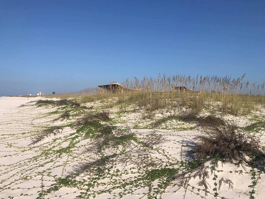 In 2019, six months after being placed, the Christmas trees built up enough sand to support Railroad vine, a native dune plant.