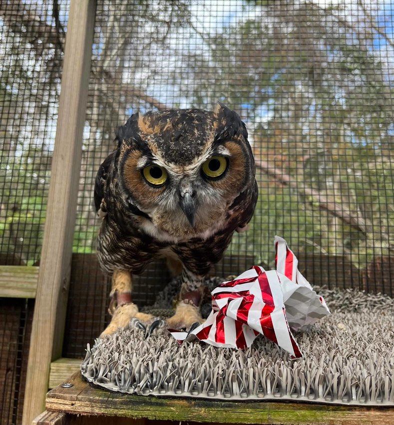 The Orange Beach Wildlife Center will be the topic of discussion during the Jan. 21 Winter Showcase Series at The Port. Learn more about what the center does and meet some of their animal ambassadors.