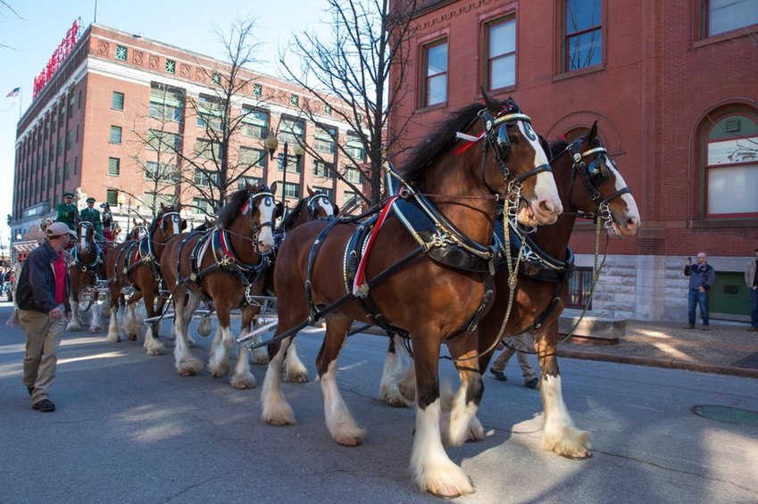 The iconic Budweiser Clydesdales will be on the Gulf Coast to participate in four Mardi Gras parades. The clydesdales will be making their fourth appearance since 2016.