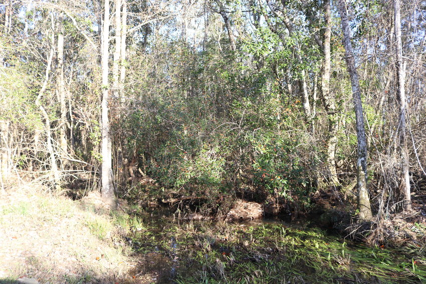 Foley added 82 acres to the Graham Creek Nature Preserve using funds from the federal Gulf of Mexico Energy Security Act. The park now has more about 560 acres of property and the city plans to add more land using additional GOMESA funds.