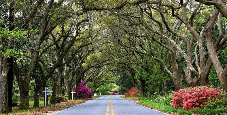 Many of the main streets in Magnolia Springs are lined with trees and charming homesteads.