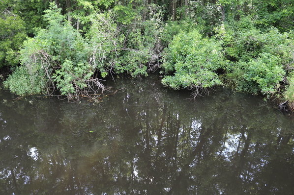Baldwin County officials are considering a program to remove debris clogging area creeks. Negro Creek in Summerdale is one area where flooding has been reported due debris slowing the flow of water.