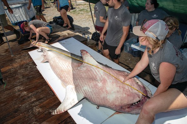 Marine scientists were able to gain extensive data from the 15 sharks weighed in at the Alabama Deep Sea Fishing Rodeo.