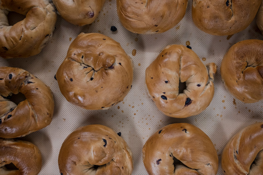 Fresh from the oven blueberry bagels ready to fill the bellies of Foley.