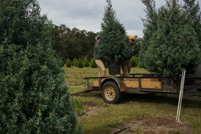 MICAH GREEN / GULF COAST MEDIA    Joshua Gregorius and Graham Wiggins load live Christmas trees into a customer&rsquo;s trailer at Fish River Christmas Tree Farm on Wednesday.