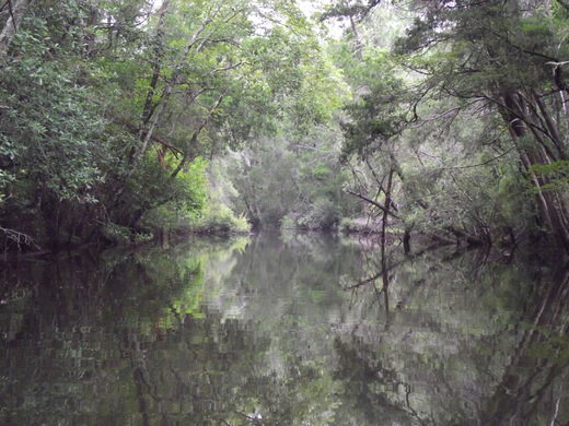 Trees line the shoreline of a creek on the northern end of Wolf Bay. Members of the Wolf Bay Watershed Watch are working to study water quality and preserve the environment along the south Baldwin waterway.