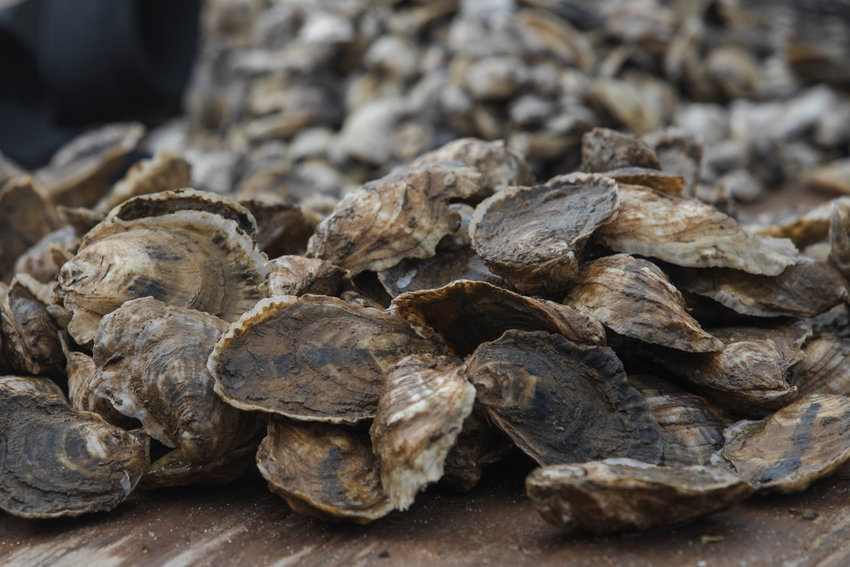 Sample oysters fresh from the Fort Morgan peninsula at the annual Fort Morgan Oyster Festival Feb. 25.