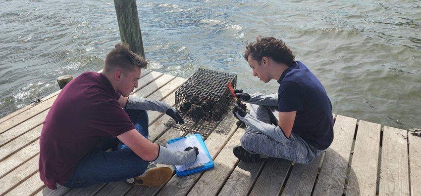 Gulf Shores High School students work in their environmental studies class to raise baby oysters and measure for growth and population before sending them to Auburn University, which releases them in Mobile Bay.