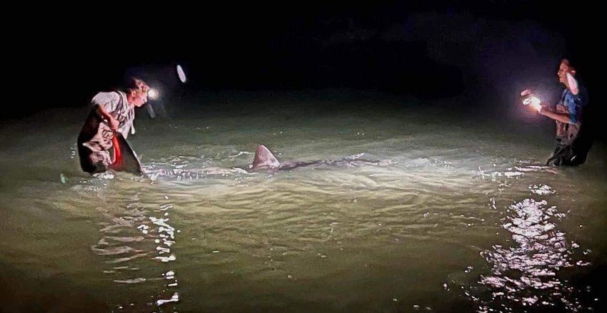In March 2023, shark fishing outfitters Dylan Wier and Blaine Kenny of Coastal Worldwide caught a 10-to-11-foot great white shark from the shore in Orange Beach.