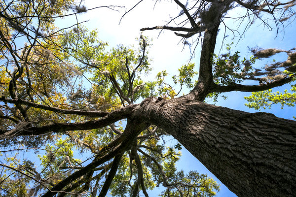 More than a dozen giant trees call Village Point Park Preserve in Daphne their home. The park has the most trees nominated for champion status of anywhere in the state.