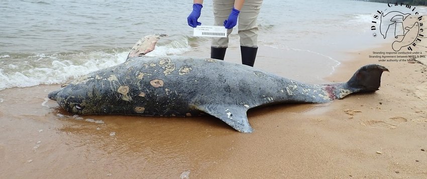 Beachgoers found this deceased dolphin on a Fairhope beach last week.