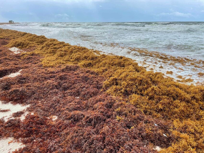 Sargassum covered Gulf State Park beaches in May of 2022. Much of the algae was moved into the dunes.