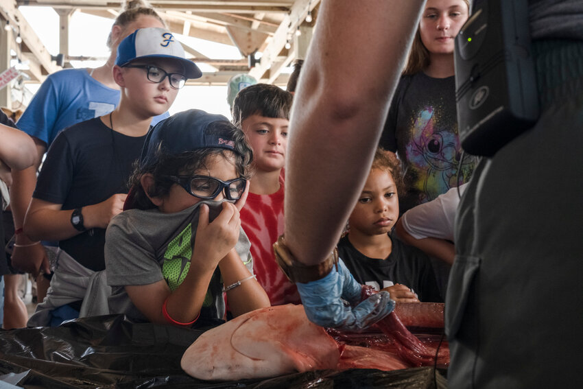 Alena Anderson, a researcher with the Mississippi State University Marine Fisheries Ecology, removes organs from a blacknose shark specimen during a dissection for a crowd at Gulf State Park Pier as a part of the state park&rsquo;s Shark Week July 15, 2022. The blacknose shark is one of the most common sharks found on the Alabama Gulf Coast and can reach sizes up to five feet.