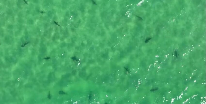 Footage of sharks off Orange Beach shore, captured and posted to Facebook by beachgoer Rex Jones.
