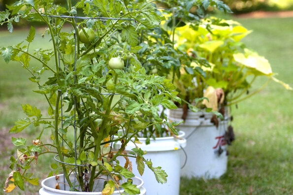 When it comes to water, Alabama Extension agents recommend starting with drip irrigation or hand watering only at the surface of the soil to avoid splashing. Then, gardeners should prune off any of the tomato plants' lower limbs that are touching the soil and apply mulch.