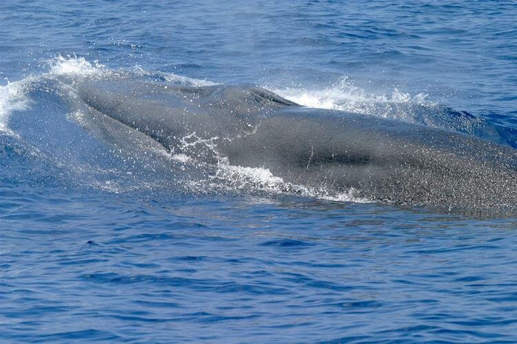 Rice&rsquo;s whales, Balaenoptera ricei, are the only resident baleen whale in the Gulf of Mexico, and they are consistently located in the northeastern Gulf of Mexico. There are estimated to be fewer than 100 individuals remaining.