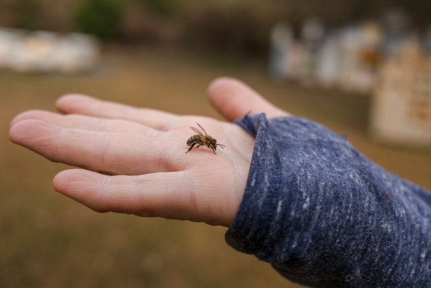 Did you know National Honey Bee Day is approaching? Celebrate the honey bee at Meaher State Park.