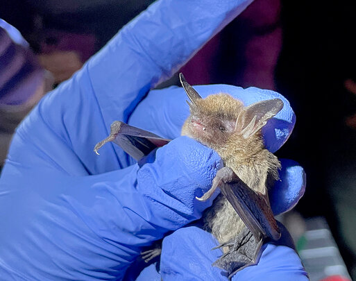 A northern long-eared bat is examined after being captured at Perdido River Wildlife Management Area earlier this year.