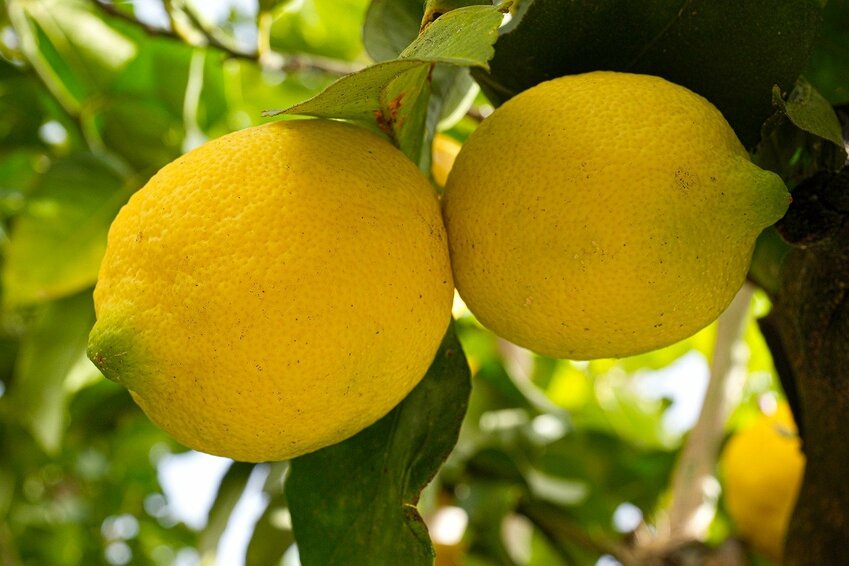 Citrus fruits can grow successfully in the back yard with little or no control of insects and diseases. One of the only drawbacks to growing citrus is the occasional cold snap of low winter temperatures, where the trees require protection.