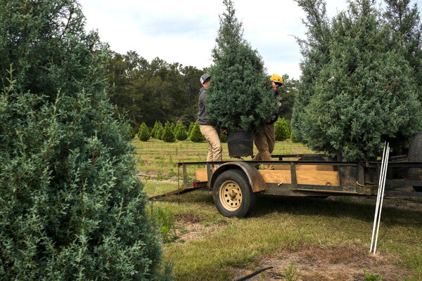 Baldwin County Systems Technician Amy Galemore said the county will accept Christmas trees from Dec. 20 through Jan. 16.
