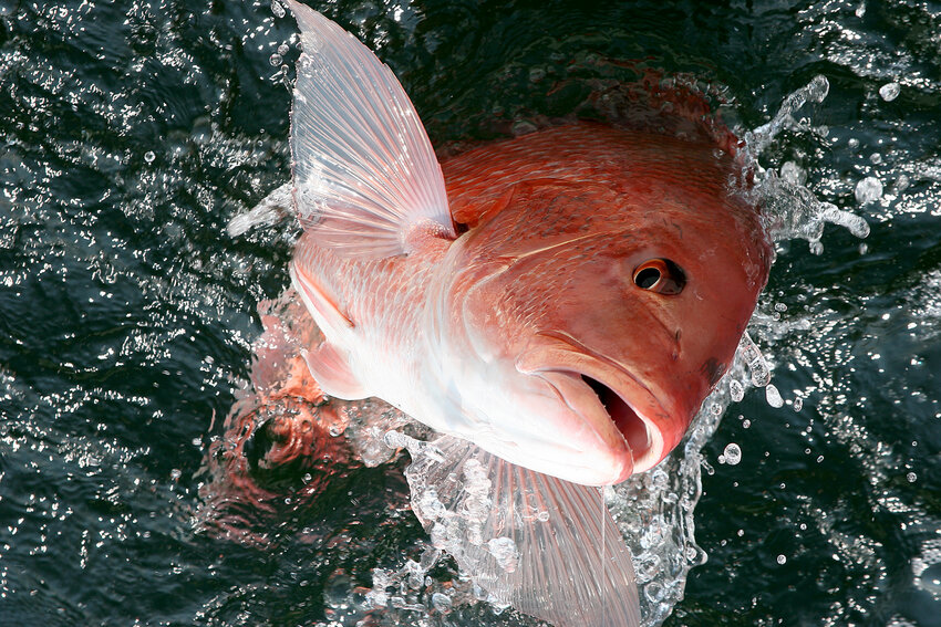 Alabama's iconic red snapper is one species that will be covered by the MRD pilot survey.