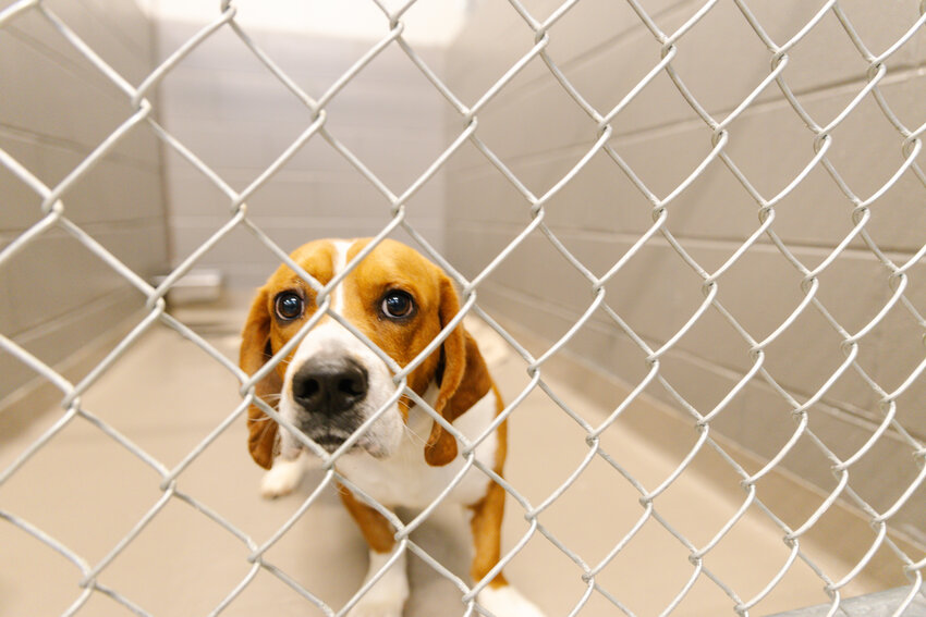 A dog awaiting a forever home inside the new Baldwin County Animal Shelter intake building on Jan. 9.
