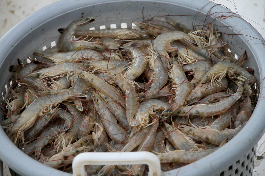 Plash has been able to fill baskets with extra large shrimp during one night of shrimping.