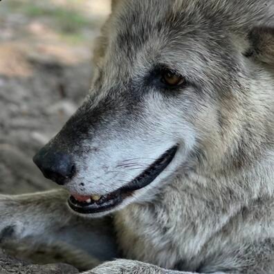 The Alabama Gulf Coast Zoo announced the death of Luna, a 13 year-old Timberwolf in a social media post on Jan. 16. According to the post, Luna arrived at the zoo at just six days old, along with her siblings Jake and Jett from a conservation group in Florida.