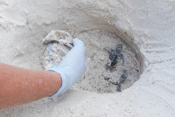 Volunteers with Share the Beach, Alabama's sea turtle conservation program, uncover two loggerhead sea turtle hatchlings during a nest excavation that took place on April 30, 2023. Loggerhead sea turtles were identified as the primary species observed as bycatch in the Deepwater Horizon Open Ocean Trustees' second restoration plan project.