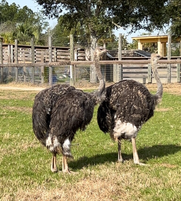 In celebration of World Ostrich Day on Feb. 2, the Alabama Gulf Coast announced that the zoo will be adding two new ostriches, Poppy and Clover, to its zoo family.