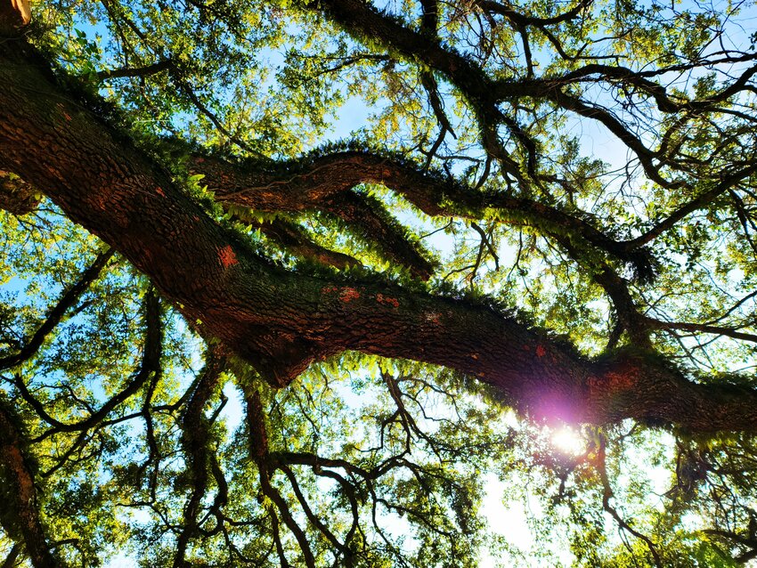 Nestled amidst the verdant landscape of Baldwin County, a forest of excitement is set to sprout as communities gear up for their Arbor Day celebrations. Foley is recognized as one of many of Baldwin County's &quot;Tree City USA,&quot; and will be one of the cities hosting Arbor Day. Pictured here is one of the mighty oaks located in Foley's Heritage Park.