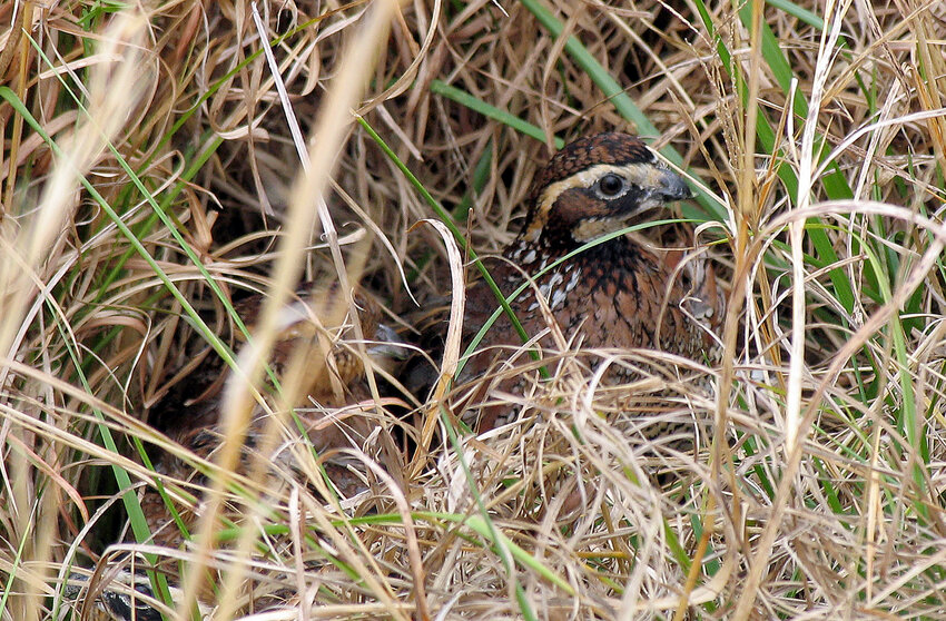 The northern bobwhite quail is struggling to adapt to habitat changes across the Southeast.