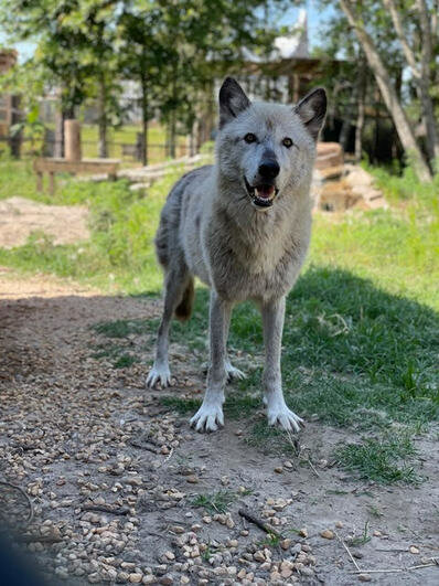 The Alabama Gulf Coast Zoo announced the death of Jett, a 13 year-old gray Timberwolf in a Feb. 20 release. The news came just one month after the passing of her sister, fellow gray Timberwolf Luna in January.