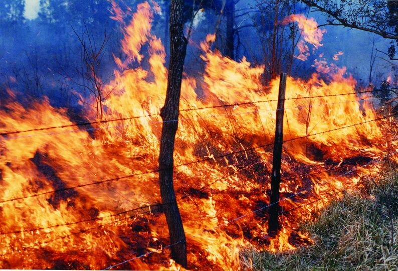 According to a statement from the AFC on Feb. 26, in the last four days (Feb. 22-Feb. 25), 168 wildfires have burned approximately 6,365 acres of forestland across the state, making up one-third of all the acres burned in Alabama since Oct. 1 (the beginning of the agency&rsquo;s fiscal year).
