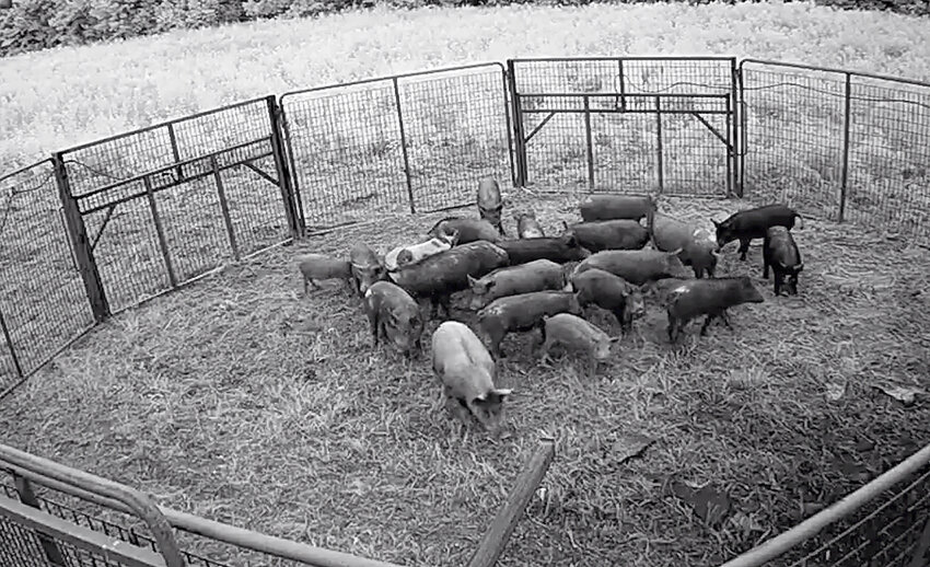 Trapping the whole sounder (family group) is currently the best method to reduce feral hog numbers.