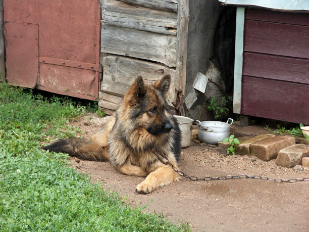 A large breed dog tethered to a barn.