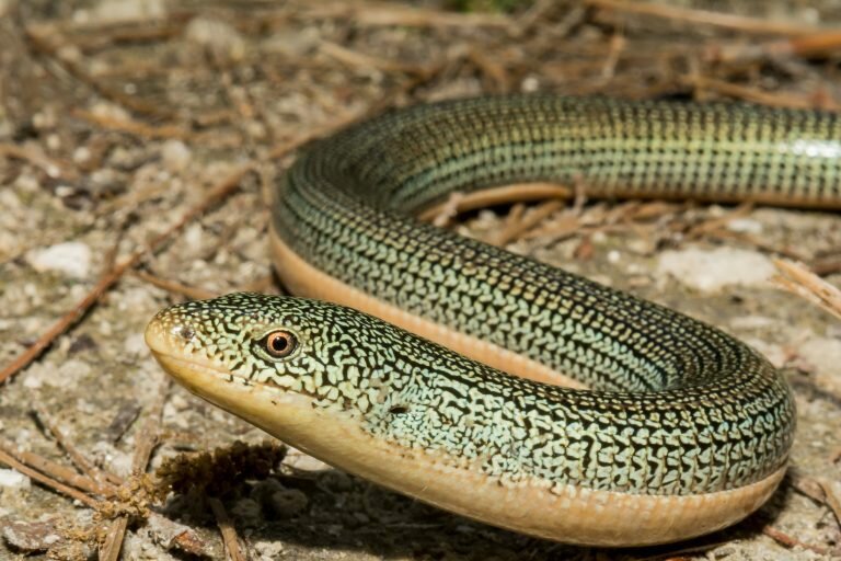 If glass lizards do not have legs, wouldn&rsquo;t that make them a snake? While they may look like snakes, there are some big differences between the two.