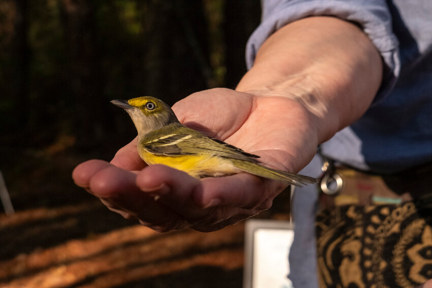 See migrant birds up at the Alabama Audubon&rsquo;s Coastal Bird Banding event at Fort Morgan State Historic Site.
