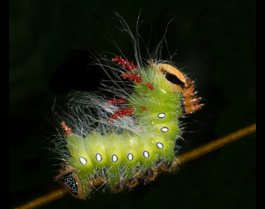 Karen Chiasson took 1st Place in the Bugs and Butterflies Category of the 2024 Outdoor Alabama Photo Contest with this image of an imperial moth caterpillar at Blakeley Historic State Park in Baldwin County.