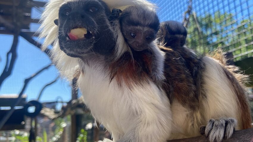 Meet the newest additions at Alabama Gulf Coast Zoo: twin cotton-top tamarins, born on April 6. The infants bring double the joy to the zoo's endangered species conservation efforts.
