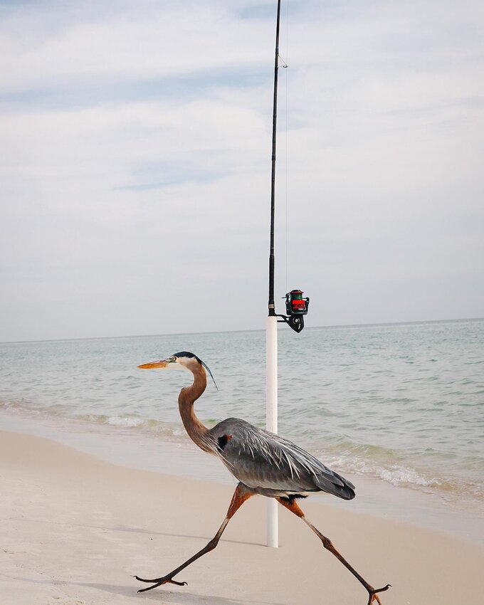 A bird walking past a fishing pole