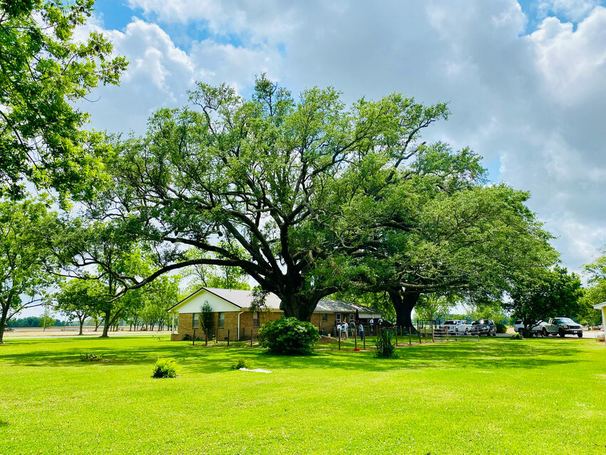 The latest tree to receive a Foley Century Tree plaque is a live oak on the property of Krupinski Farm. The plaque was placed at the base of the tree on Charolais Road