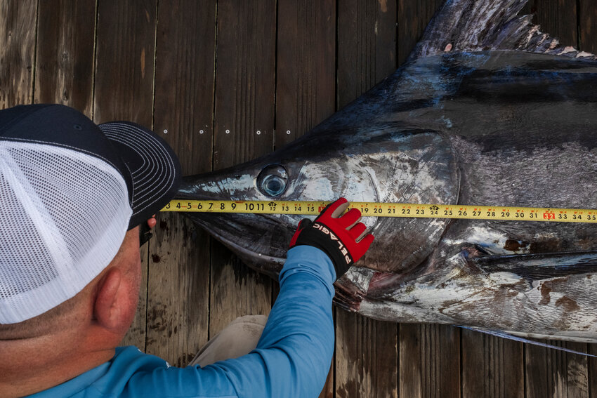 It is time for the marlin tournament season and the run for the Gulf Coast Triple Crown and the Orange Beach Billfish Classic is the kickoff locally.